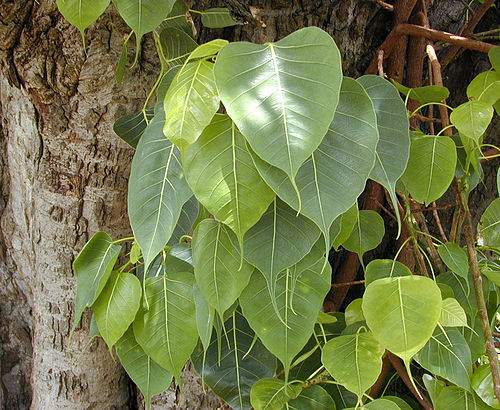 Ficus religiosa